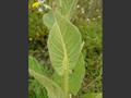 velvet plant ، Wooly Mullein, Orange mullein